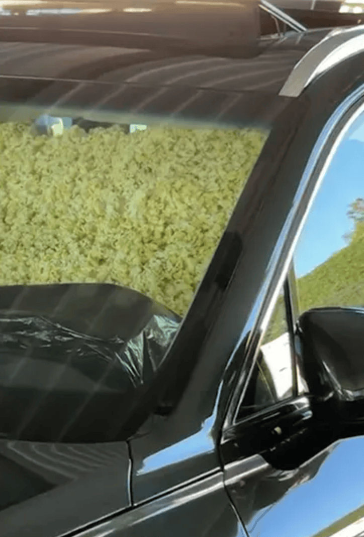 所有年轻篮, 博纳的车被, src